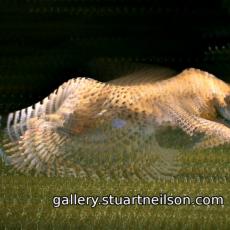 Stuart Neilson - 3c3 Cheetah run (processed video)